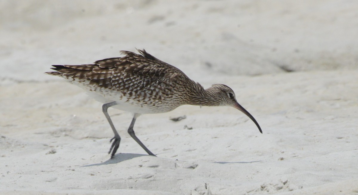 Whimbrel - Bertina K