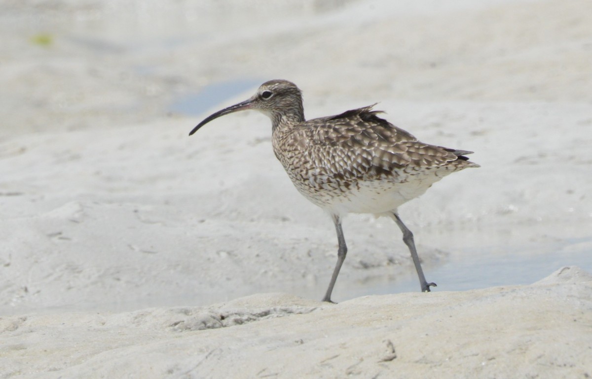 Whimbrel - Bertina K