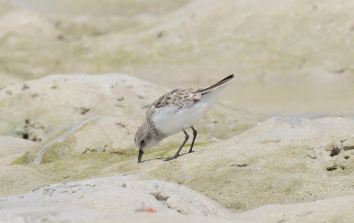 Little Stint - Bertina K