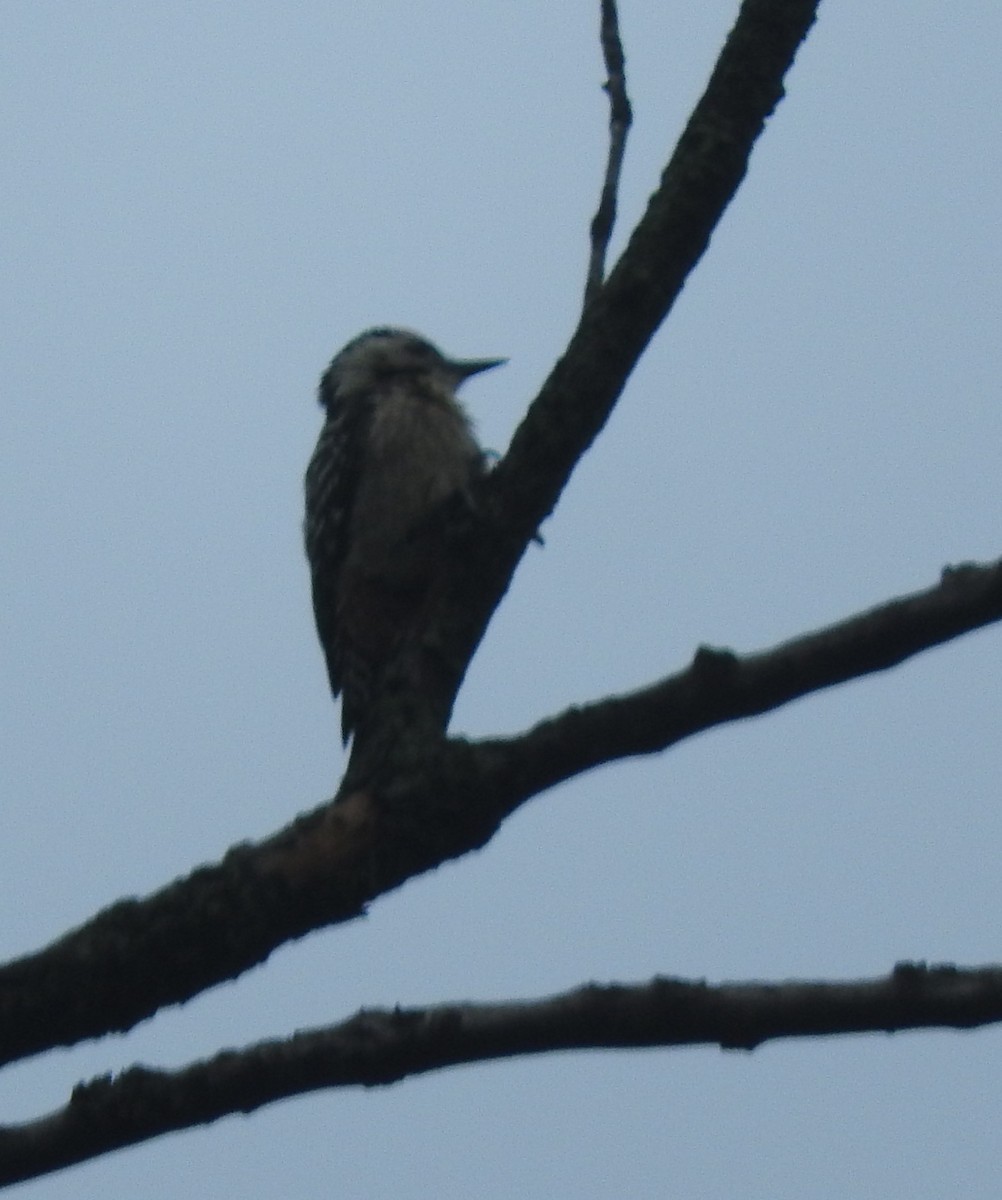 Freckle-breasted Woodpecker - ML432843661