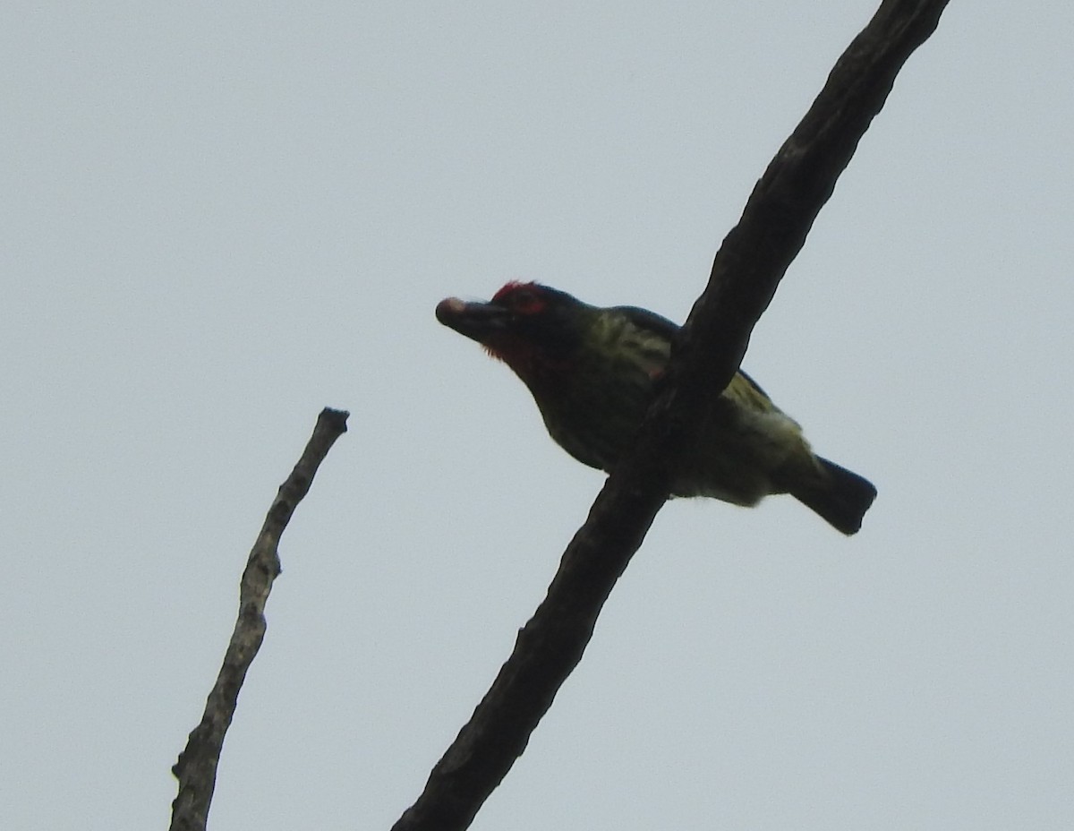 Coppersmith Barbet - ML432843681