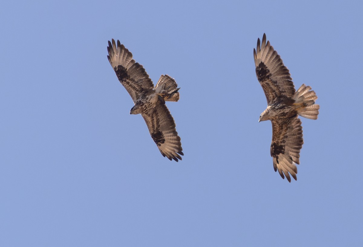 Socotra Buzzard - ML432844401