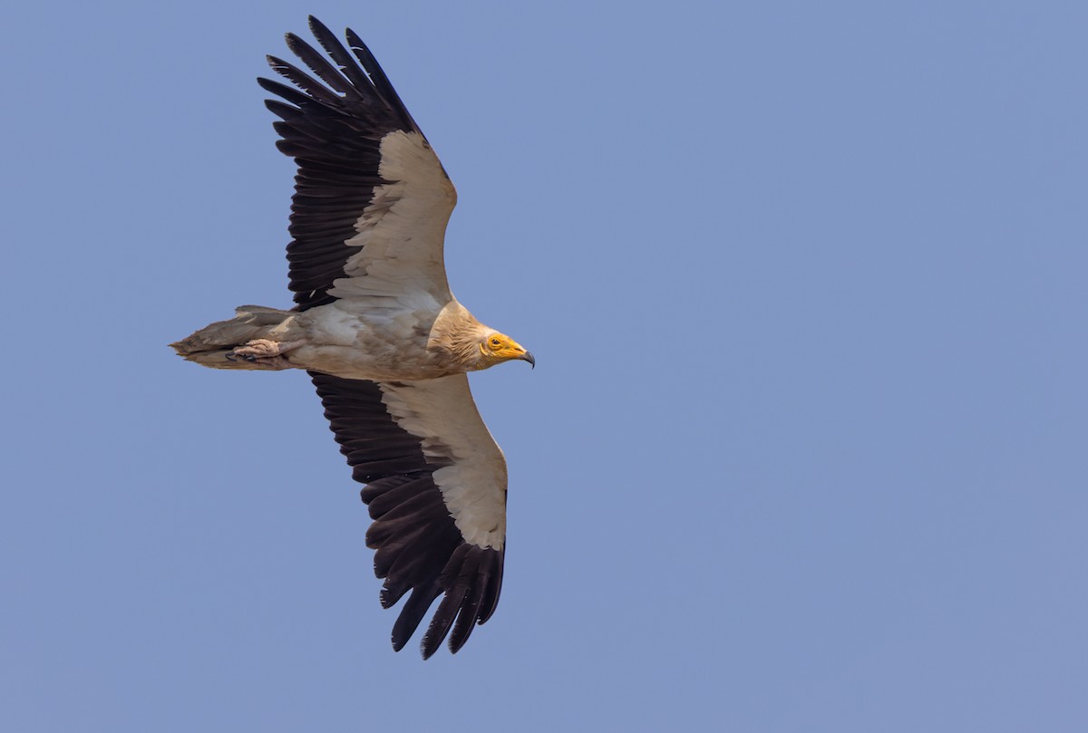 Egyptian Vulture - ML432844461