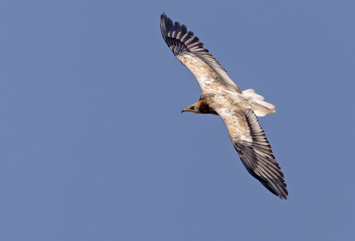 Egyptian Vulture - ML432844471