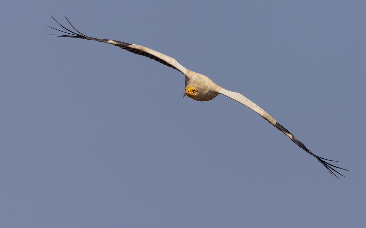 Egyptian Vulture - ML432844481