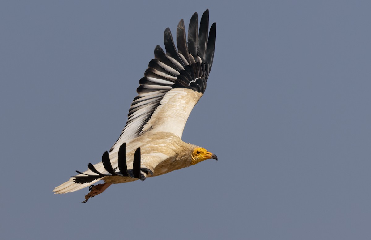 Egyptian Vulture - ML432844501