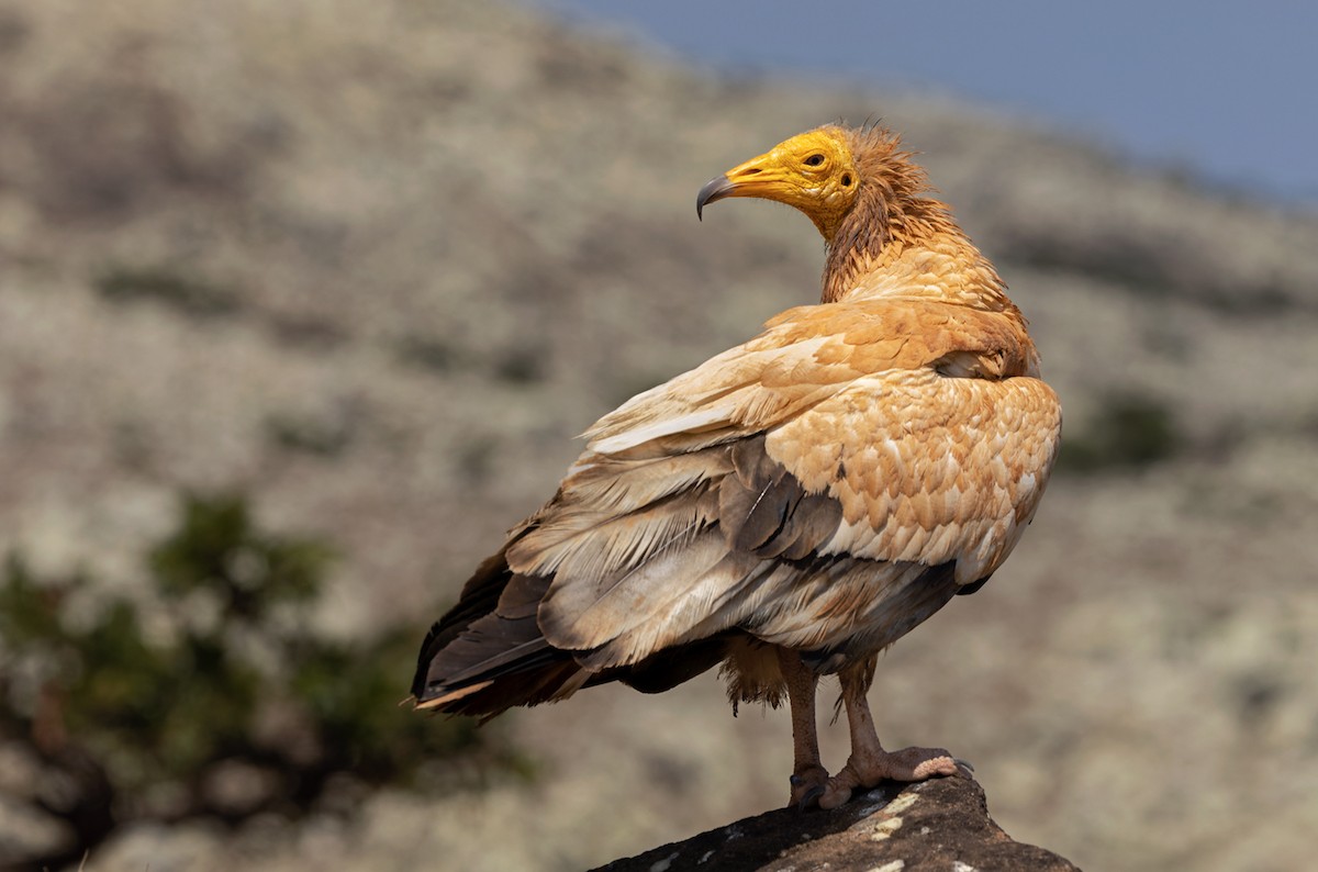 Egyptian Vulture - ML432844511