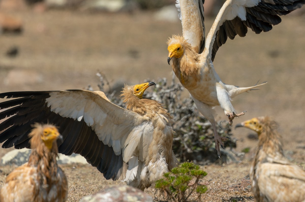 Egyptian Vulture - ML432844541