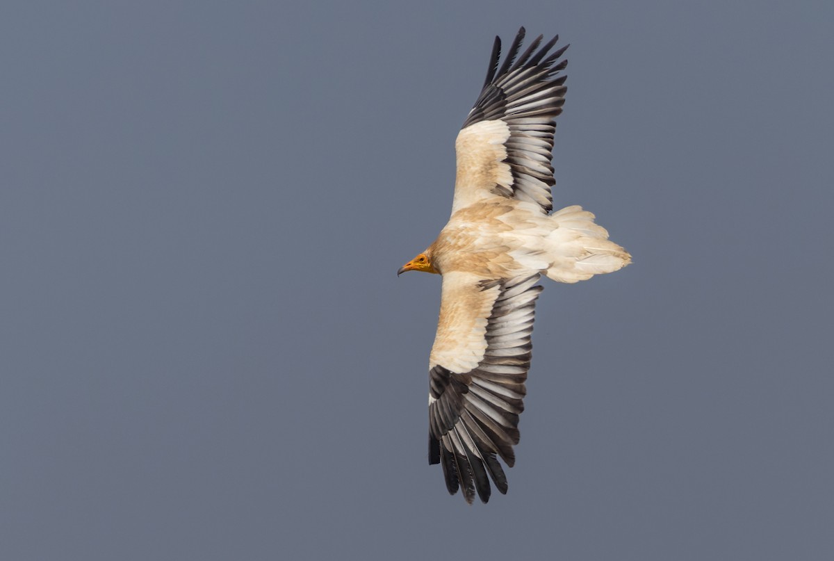 Egyptian Vulture - ML432844561