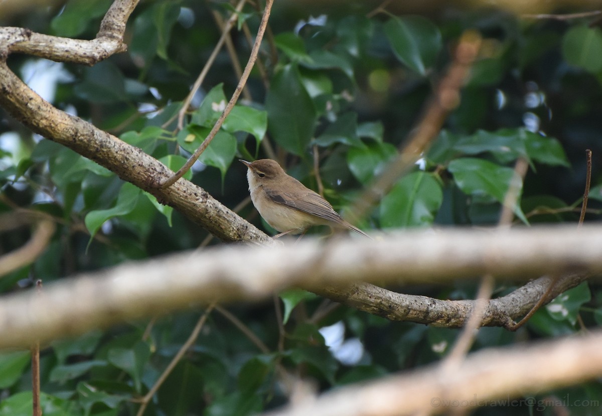 Blyth's Reed Warbler - ML43284491