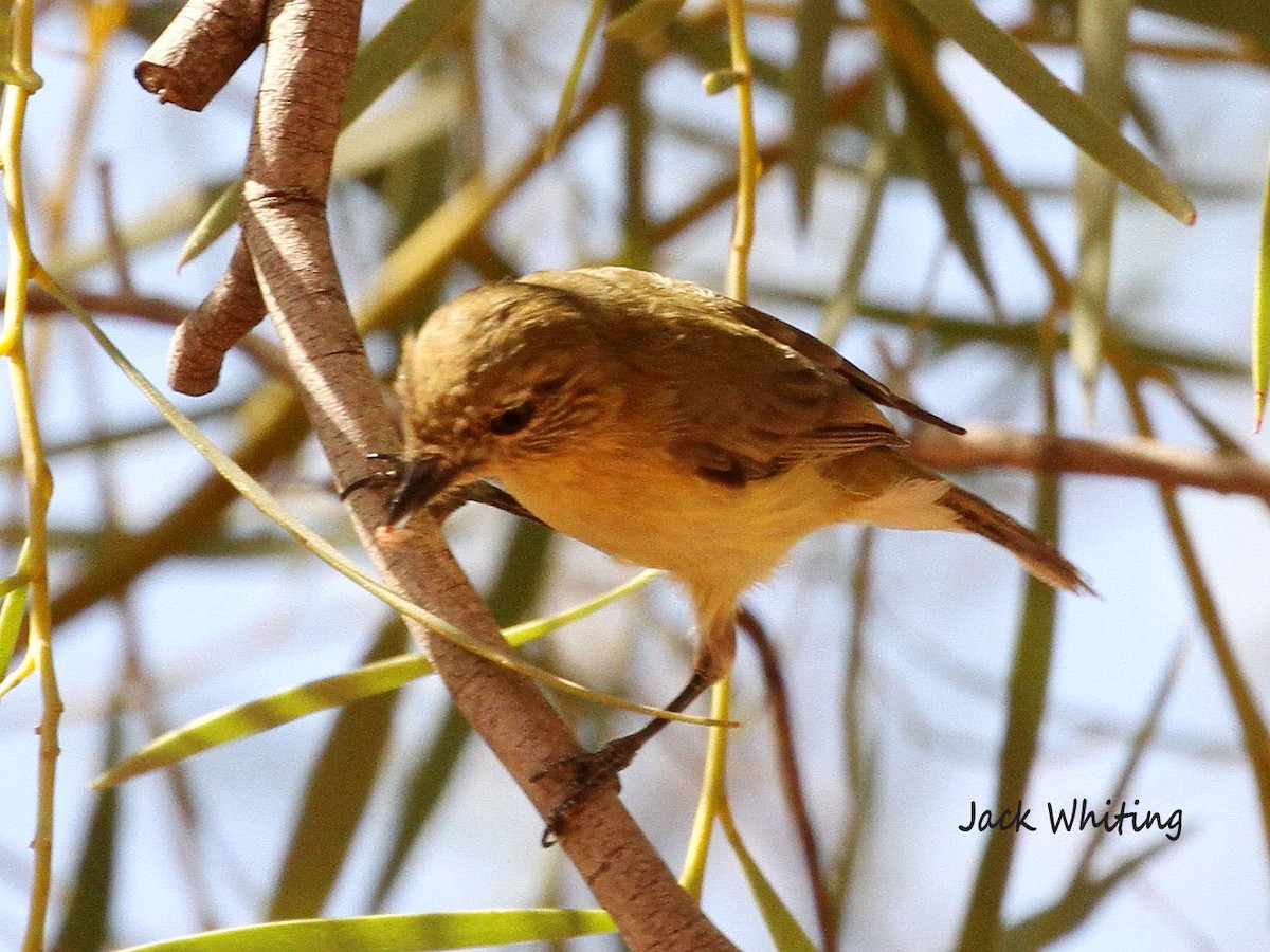 Yellow Thornbill - ML432845001