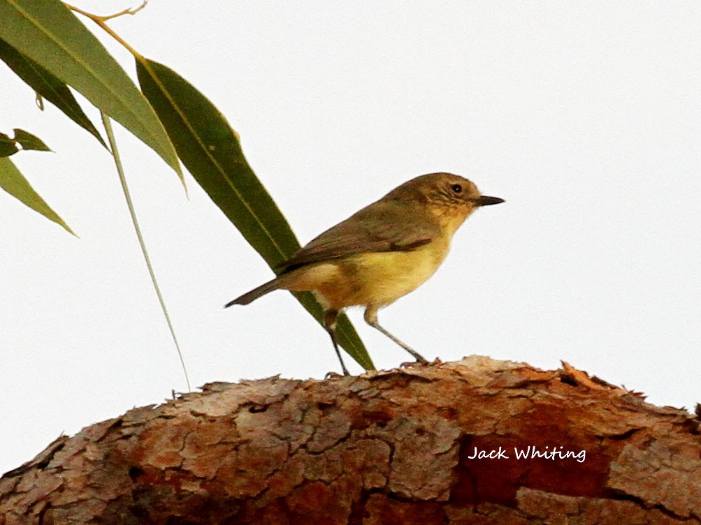 Yellow Thornbill - ML432845331