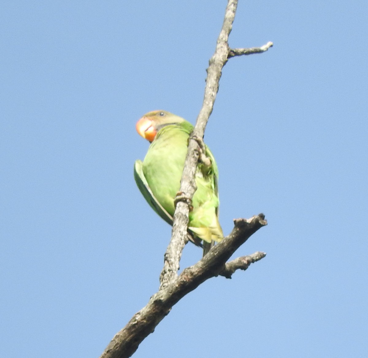 Red-breasted Parakeet - Sandy Gayasih