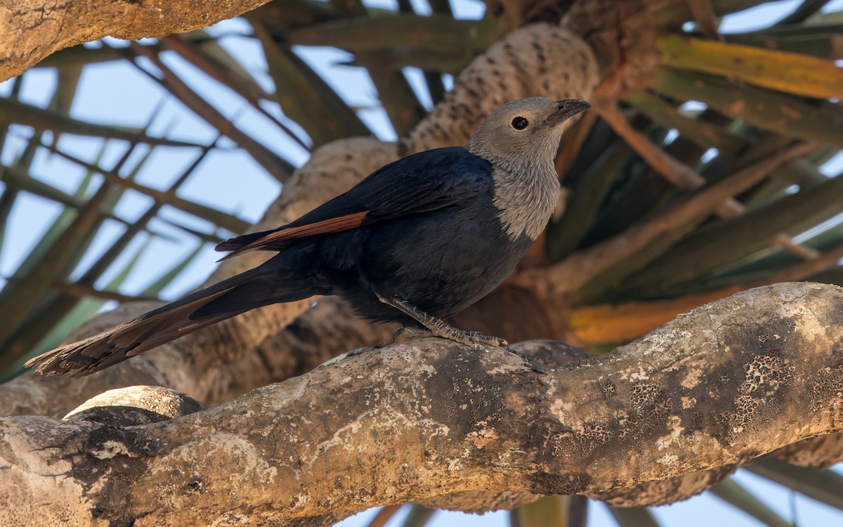 Somali Starling - ML432846121