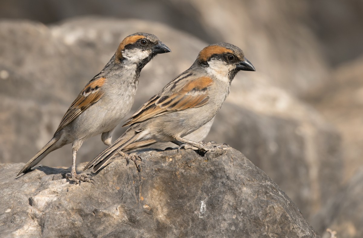 Moineau de Socotra - ML432846191