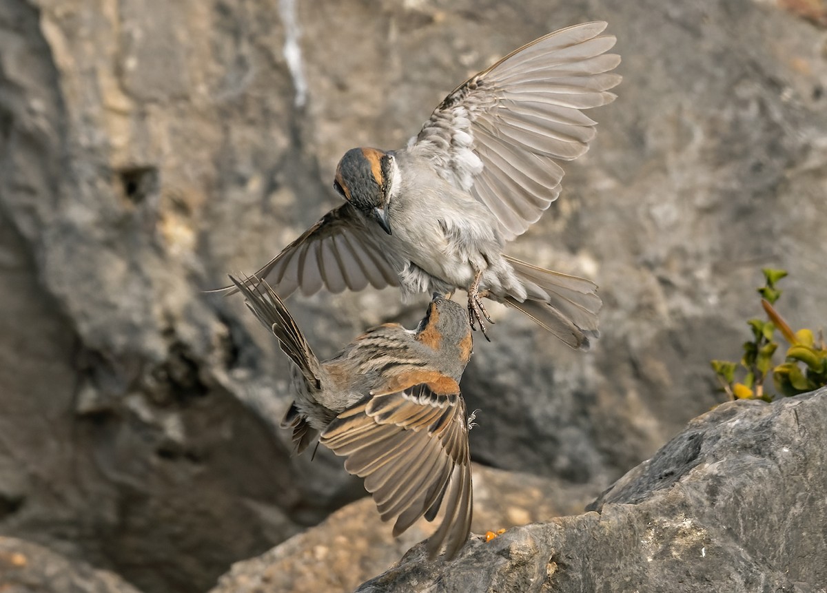 Moineau de Socotra - ML432846201