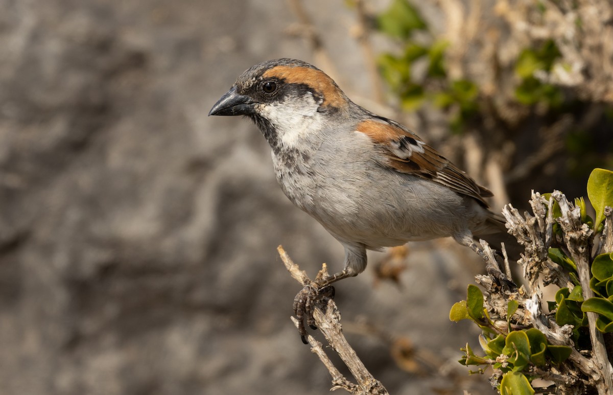 Moineau de Socotra - ML432846211