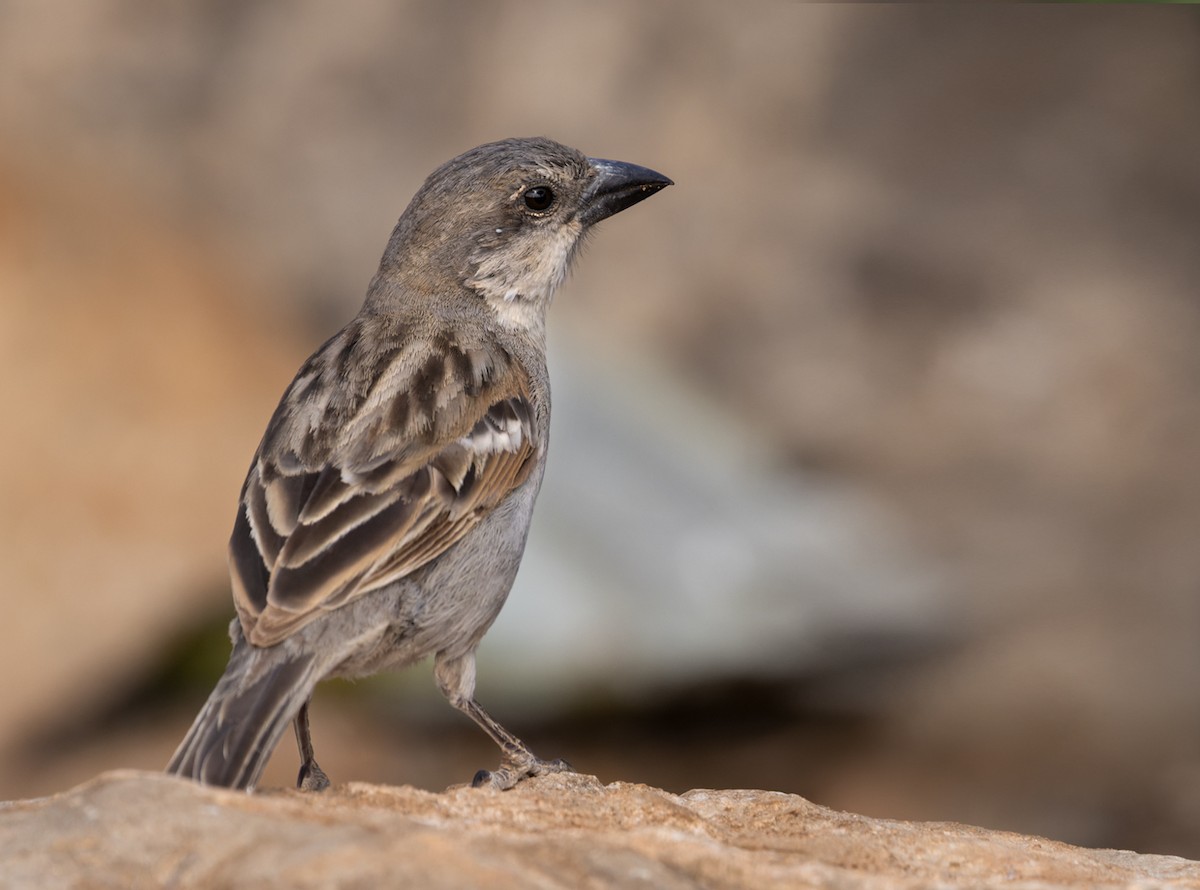 Socotra Sparrow - ML432846241