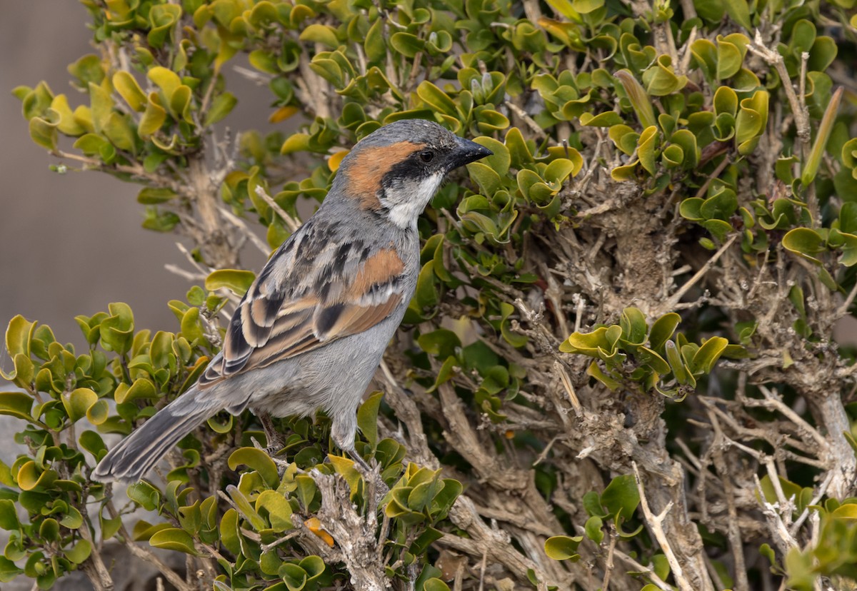 Gorrión de Socotra - ML432846251