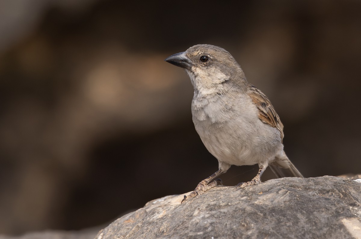 Moineau de Socotra - ML432846261