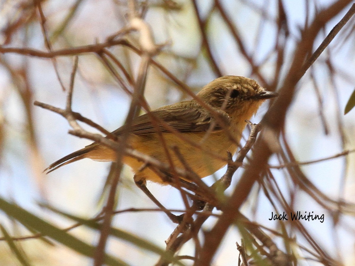 Yellow Thornbill - Jack Whiting