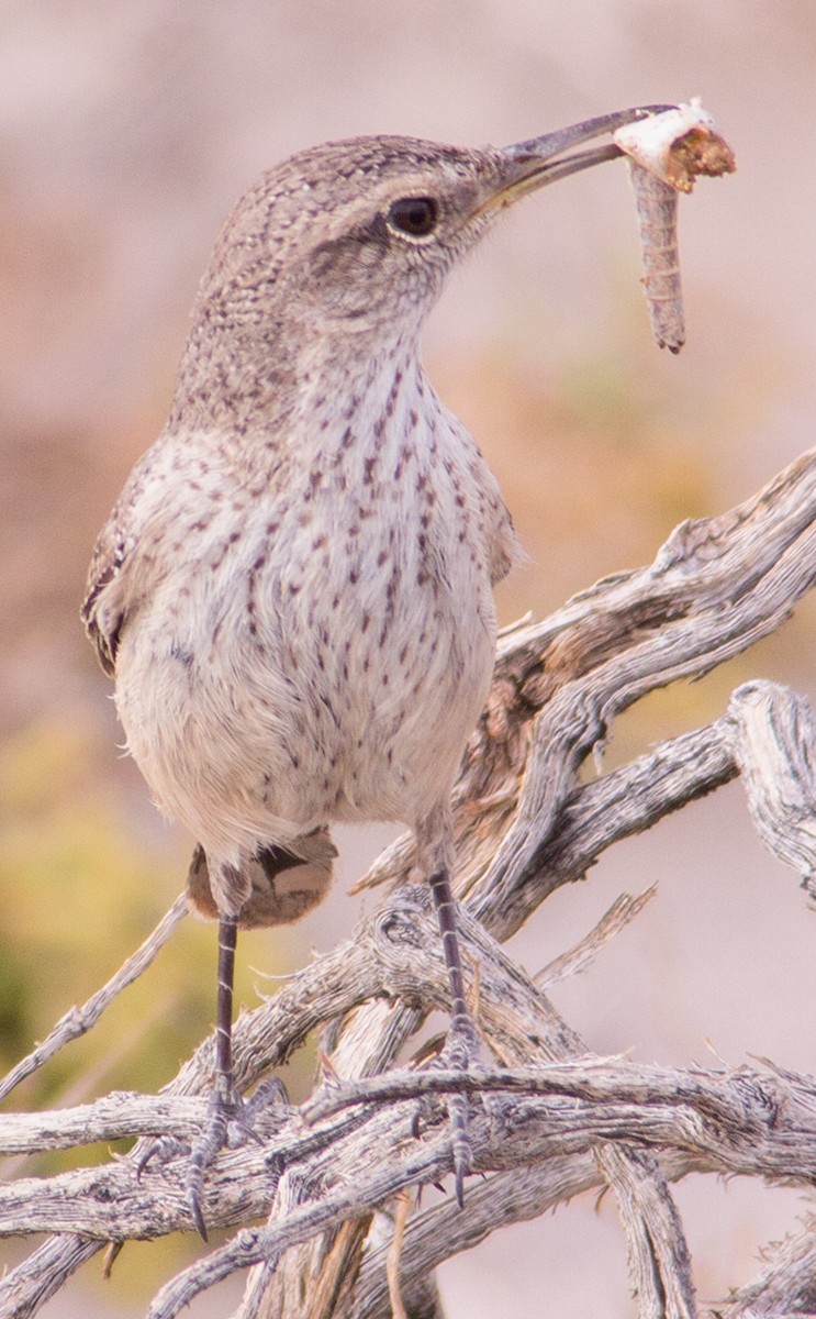 Rock Wren - ML432846431