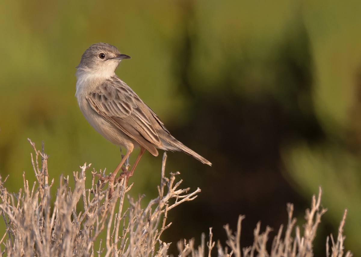Socotra Cisticola - ML432848011