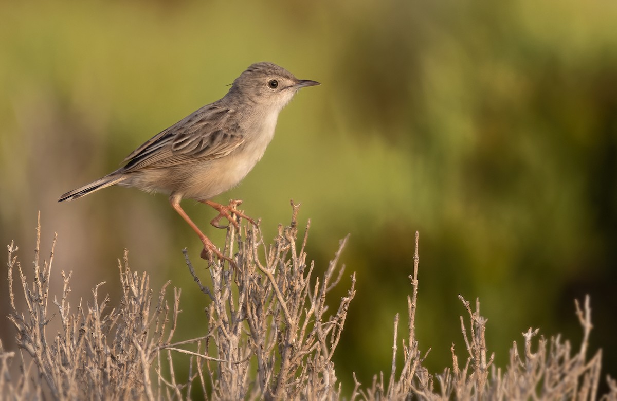 Socotra Cisticola - ML432848021