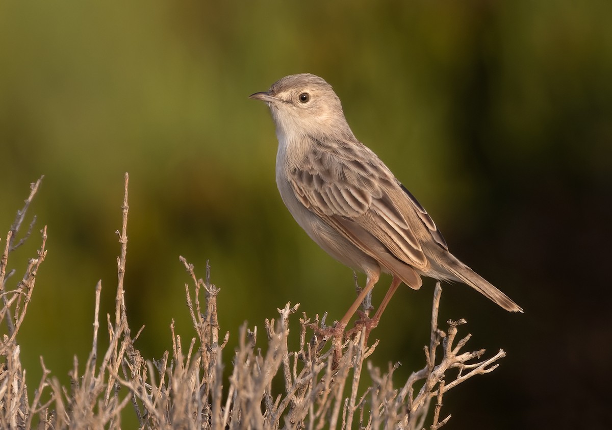 Socotra Cisticola - ML432848031