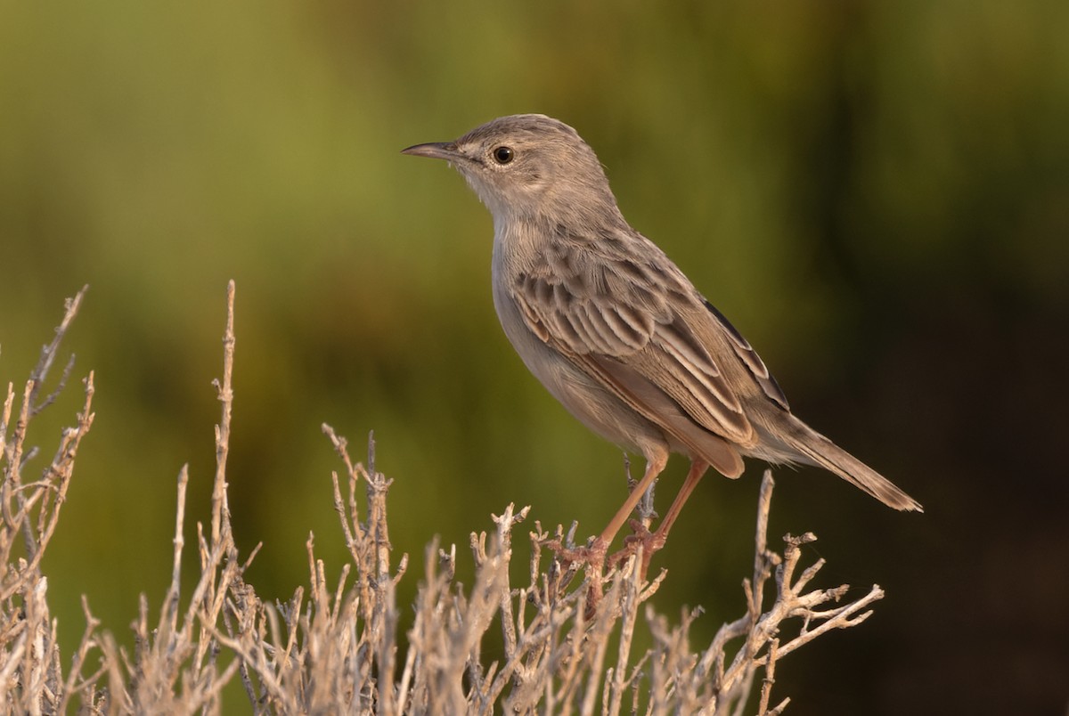 Socotra Cisticola - Lars Petersson | My World of Bird Photography