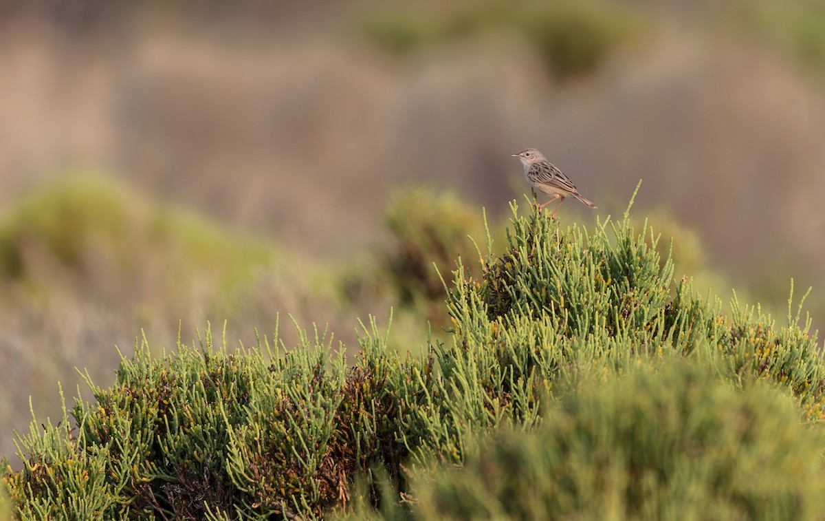 Cistícola de Socotra - ML432848061