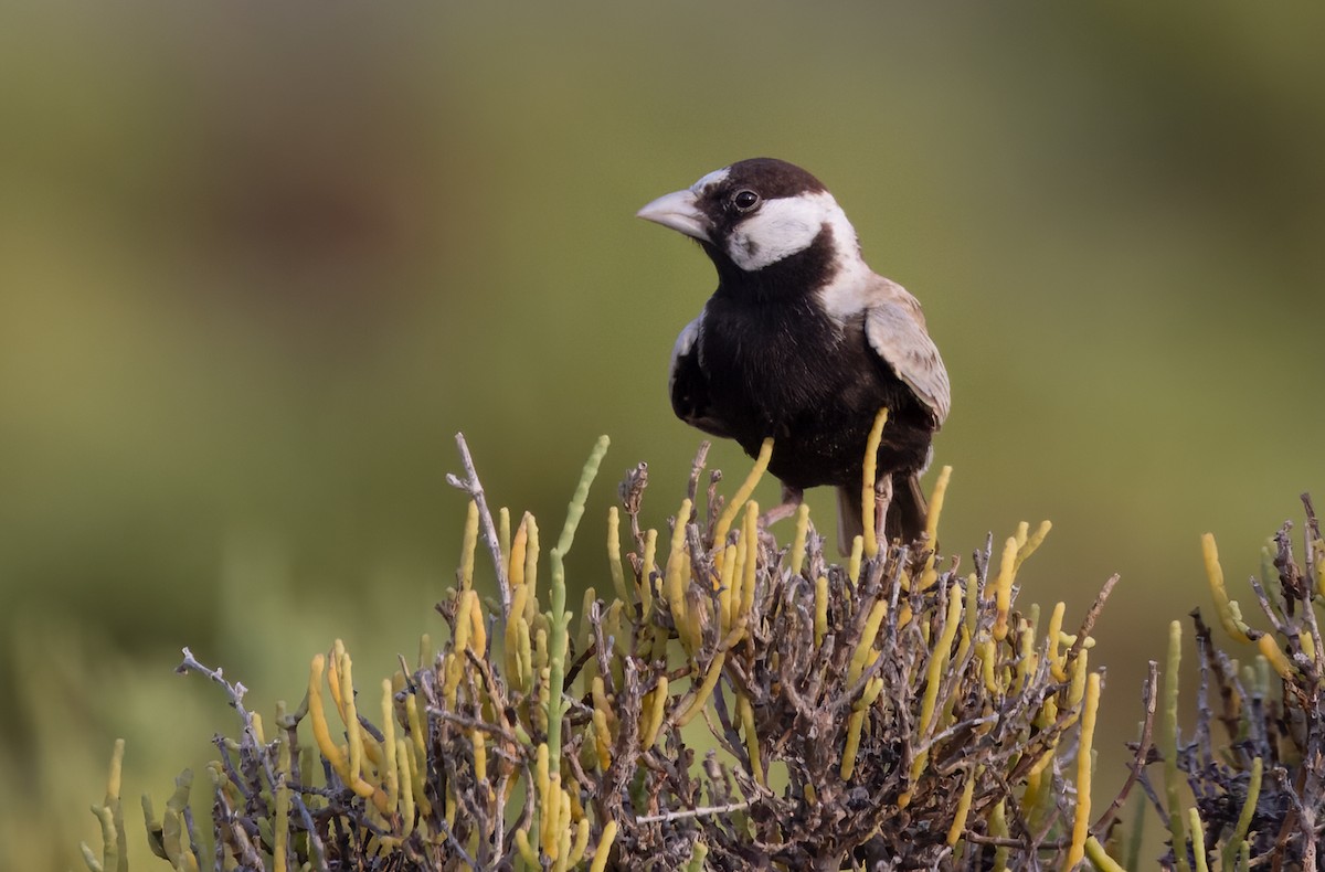 Black-crowned Sparrow-Lark - ML432848071