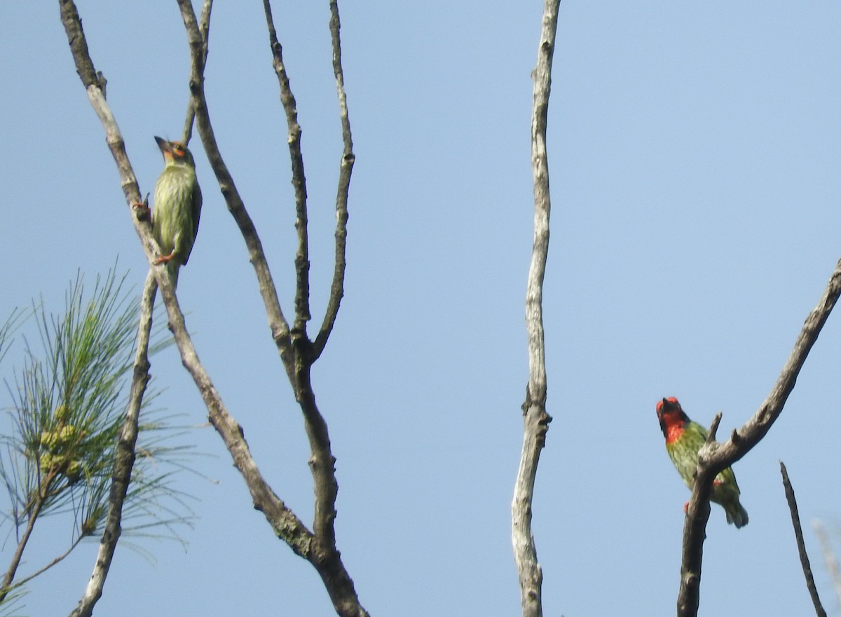 Coppersmith Barbet - ML432848831