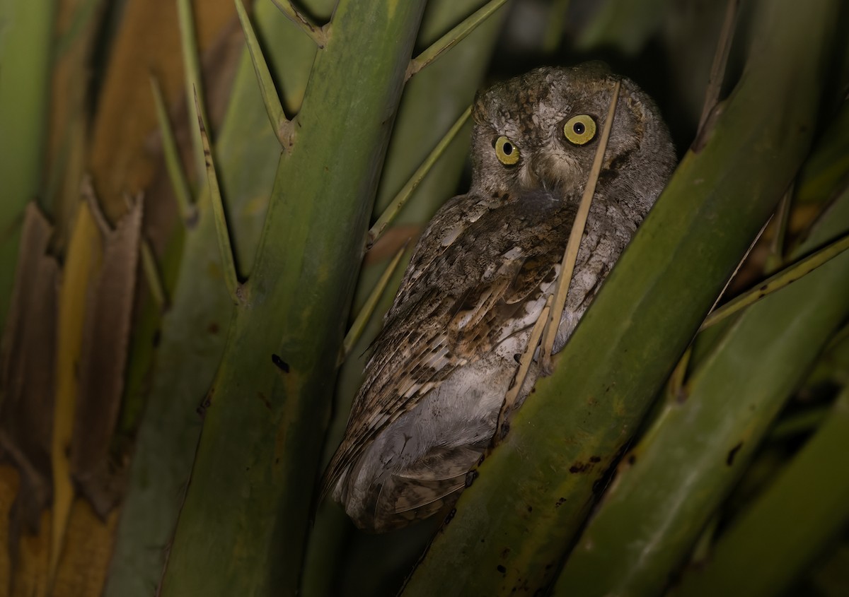 Socotra Scops-Owl - ML432848931