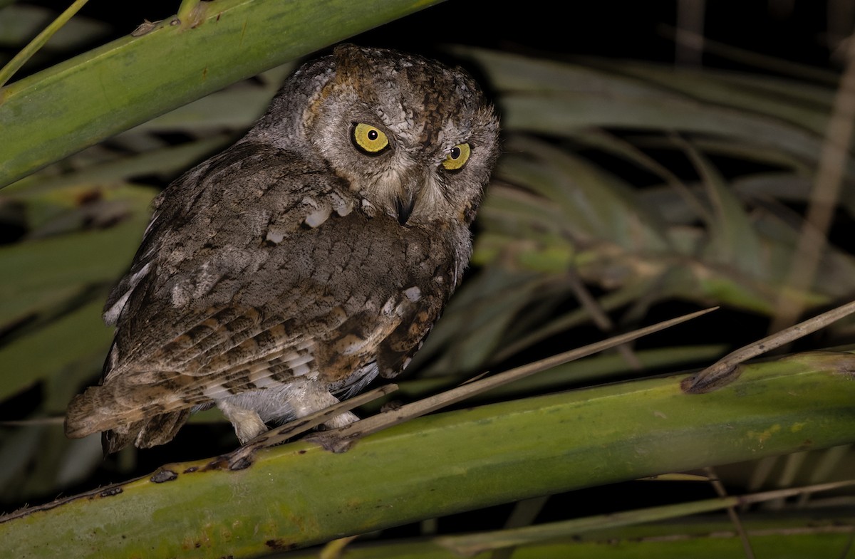 Socotra Scops-Owl - ML432848941