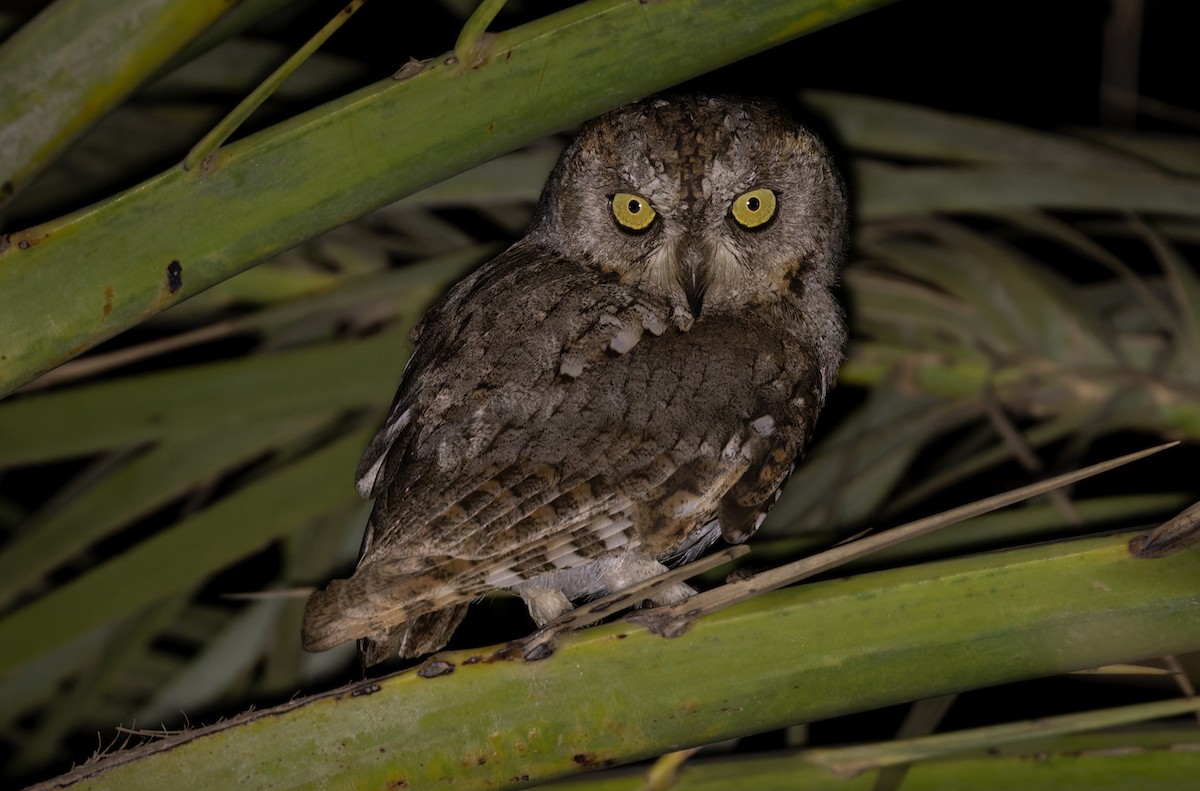 Socotra Scops-Owl - ML432848951