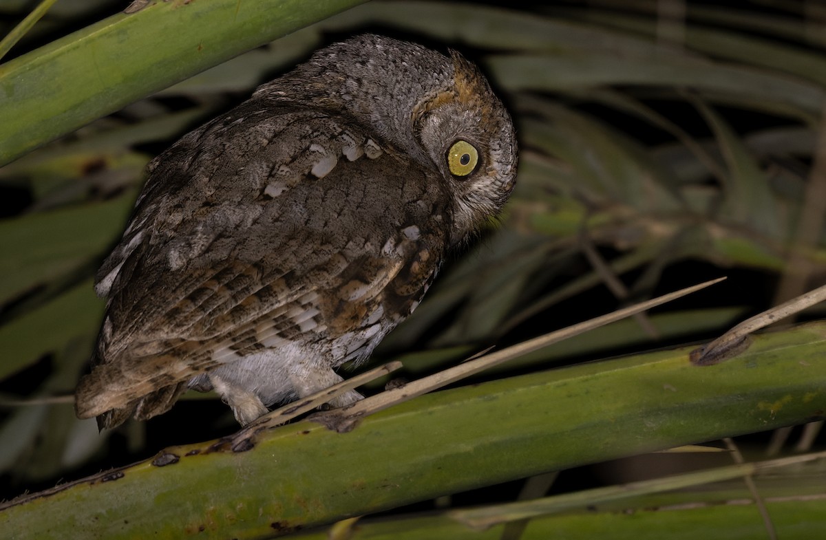 Socotra Scops-Owl - ML432848991