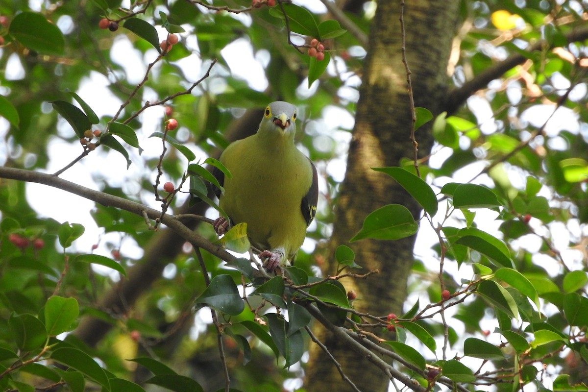 Gray-cheeked Green-Pigeon - ML432849251