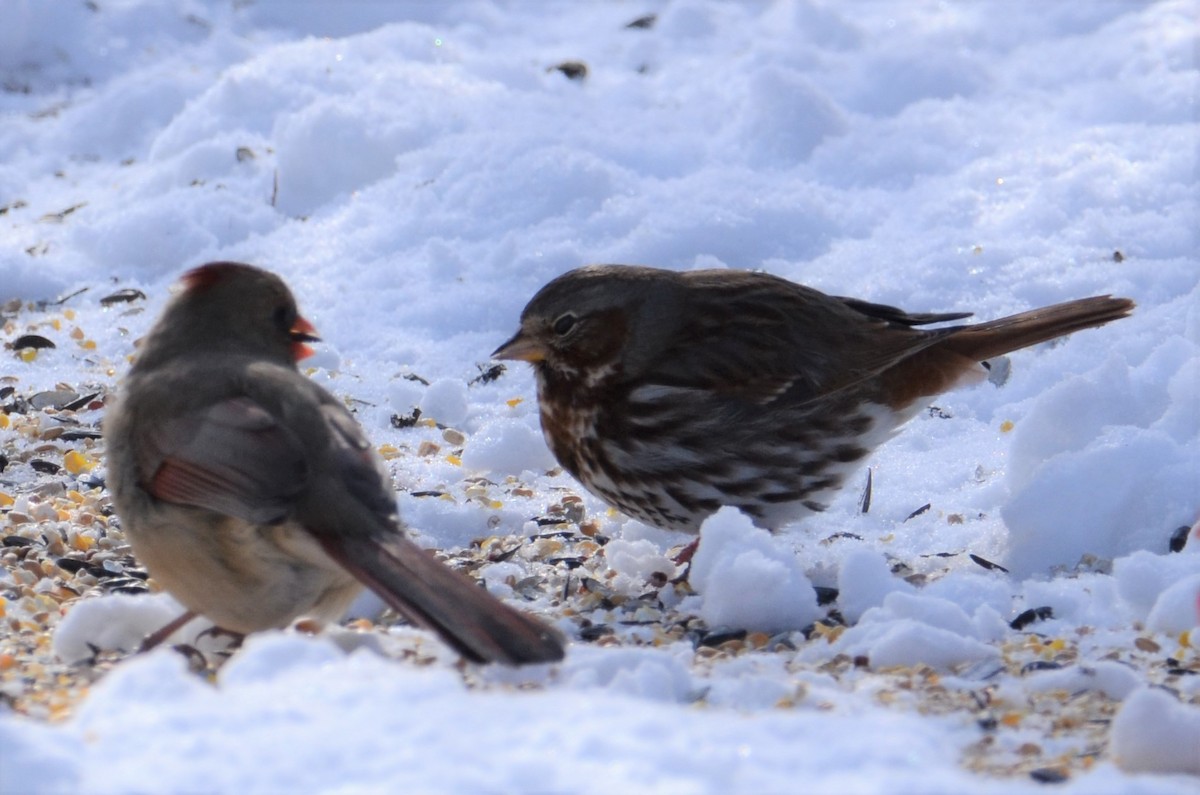 Fox Sparrow - ML432850271