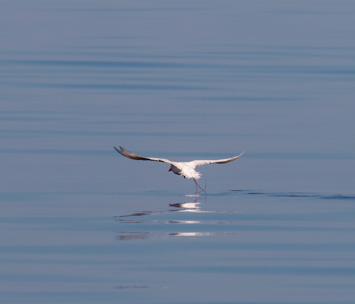 Red-tailed Tropicbird - Ron Hoff Dollyann Myers