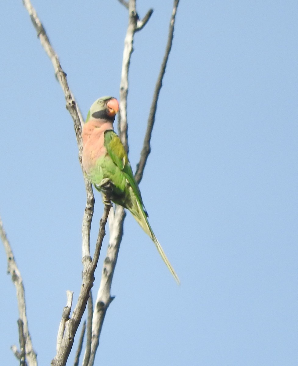 Red-breasted Parakeet - ML432850361