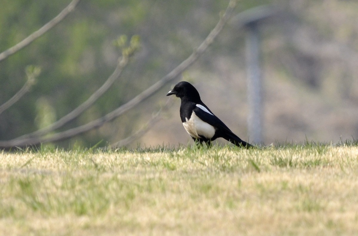 Oriental Magpie - ML432850971