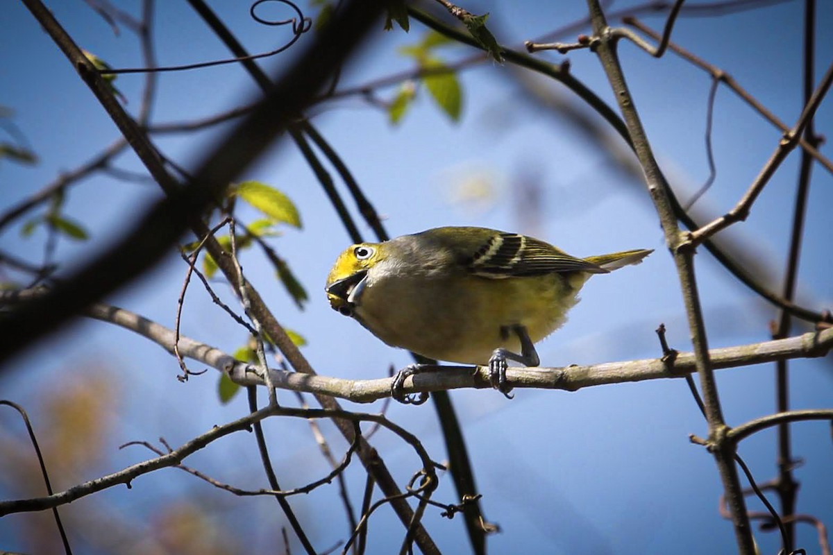 White-eyed Vireo - ML432853161