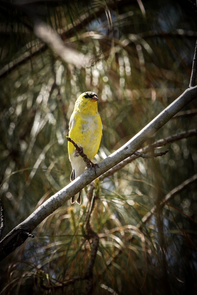 American Goldfinch - ML432853281