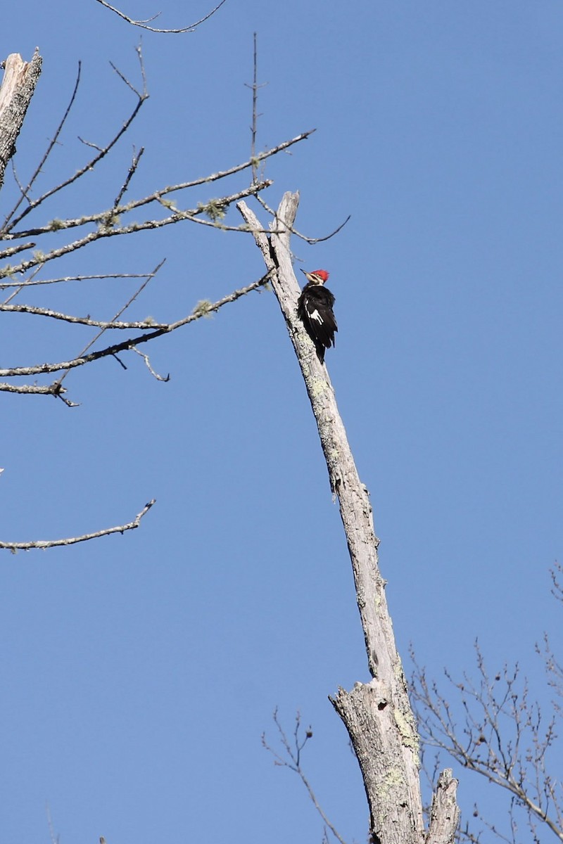 Pileated Woodpecker - ML432853401