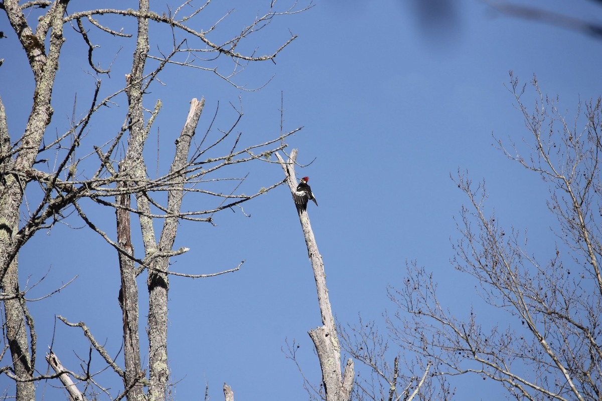 Pileated Woodpecker - ML432853411