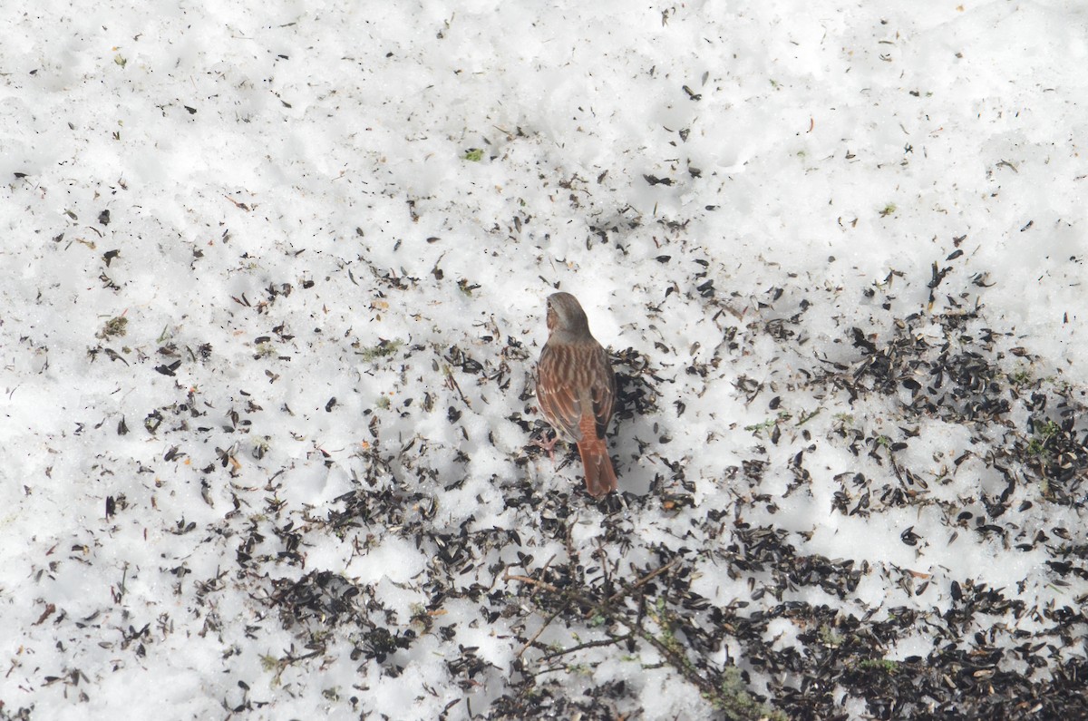 Fox Sparrow - ML432854141