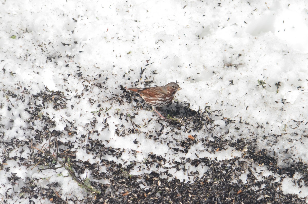 Fox Sparrow - ML432854151