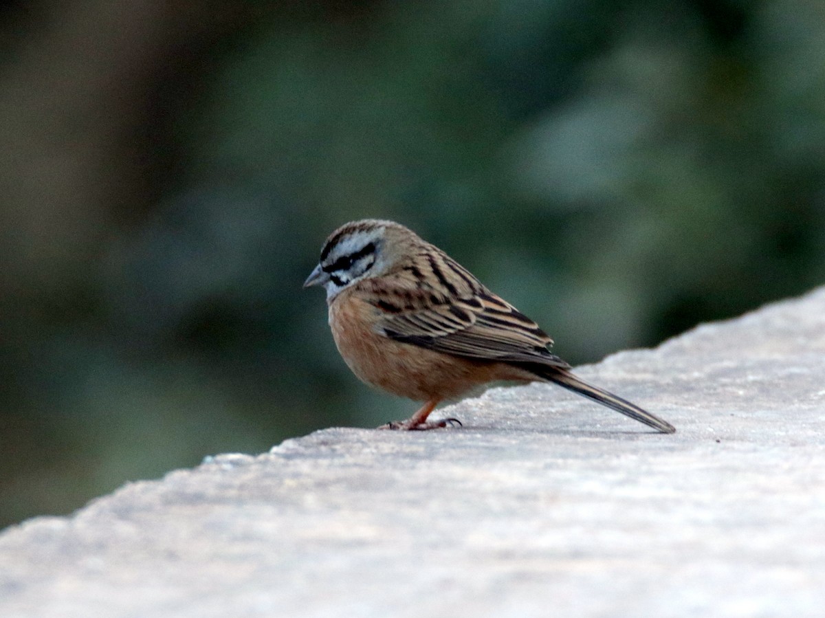 Rock Bunting - Paweł Malczyk