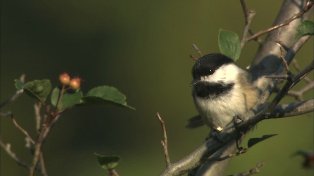 Black-capped Chickadee - ML432857